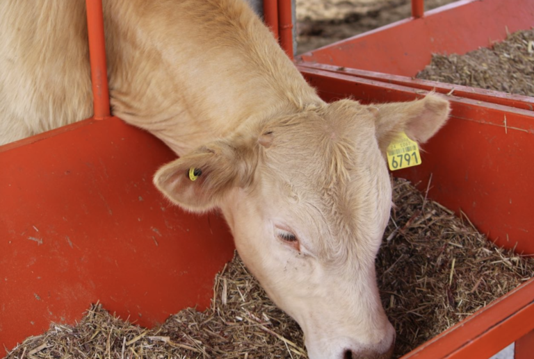 Confirman primer caso de gusano barrenador en Tamaulipas; temen impacto en exportación ganadera